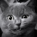 Аватара пользователя